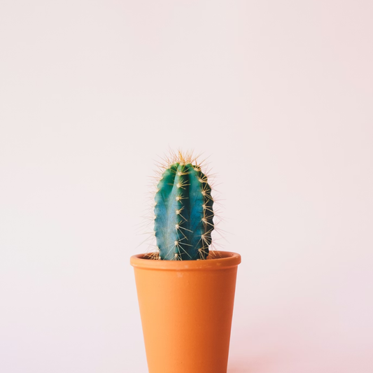 Alway In Stock Cactus