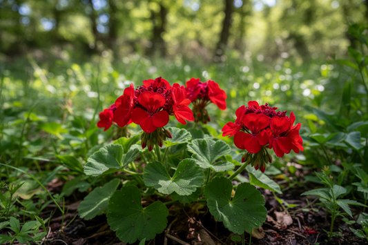Geranium