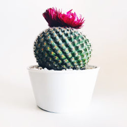 Cool Cactus