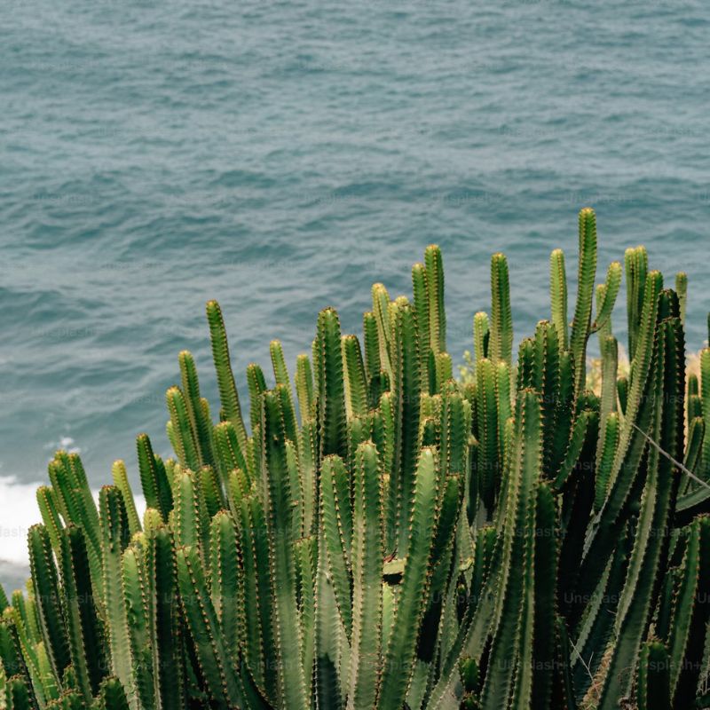 Alway In Stock Cactus