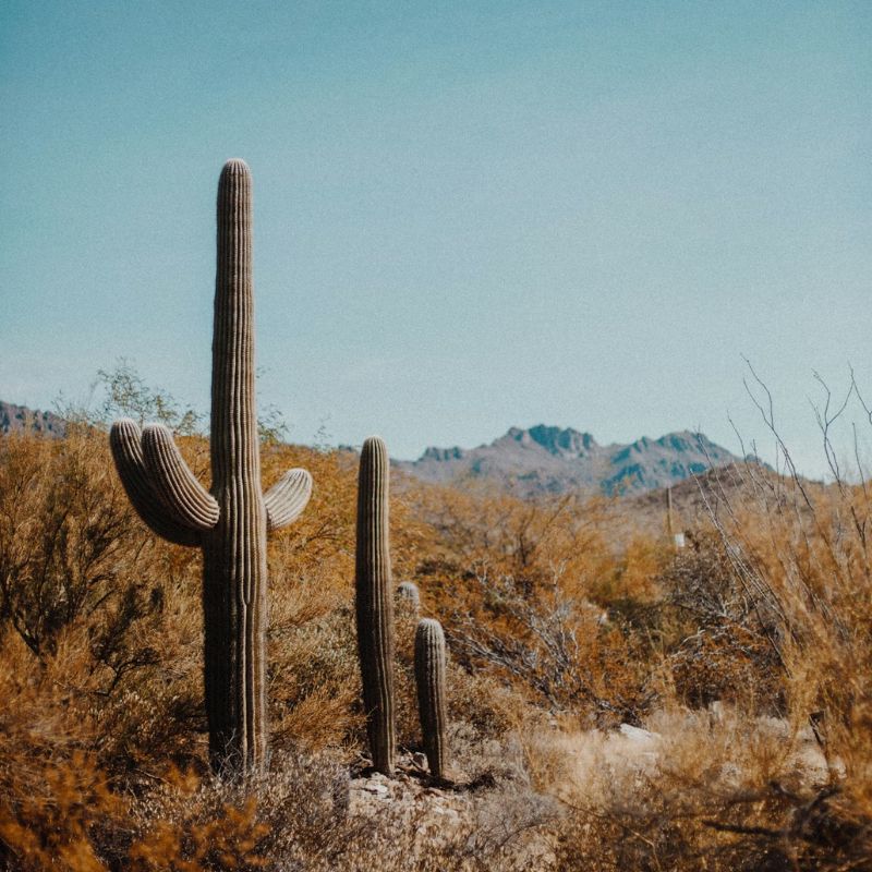 Alway In Stock Cactus