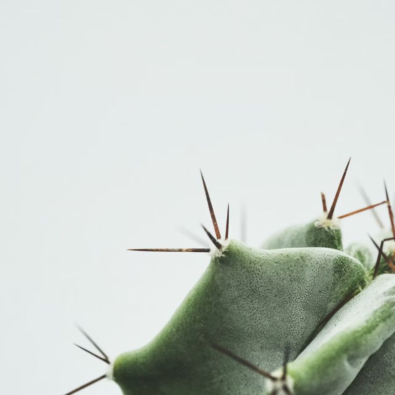 Alway In Stock Cactus