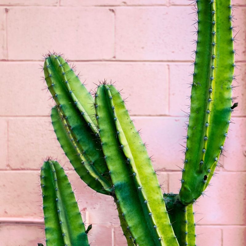 Alway In Stock Cactus