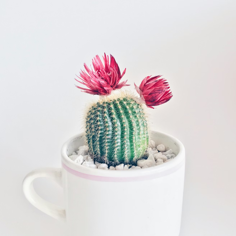 Alway In Stock Cactus