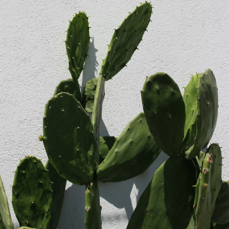 Alway In Stock Cactus