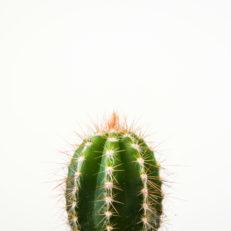 Alway In Stock Cactus
