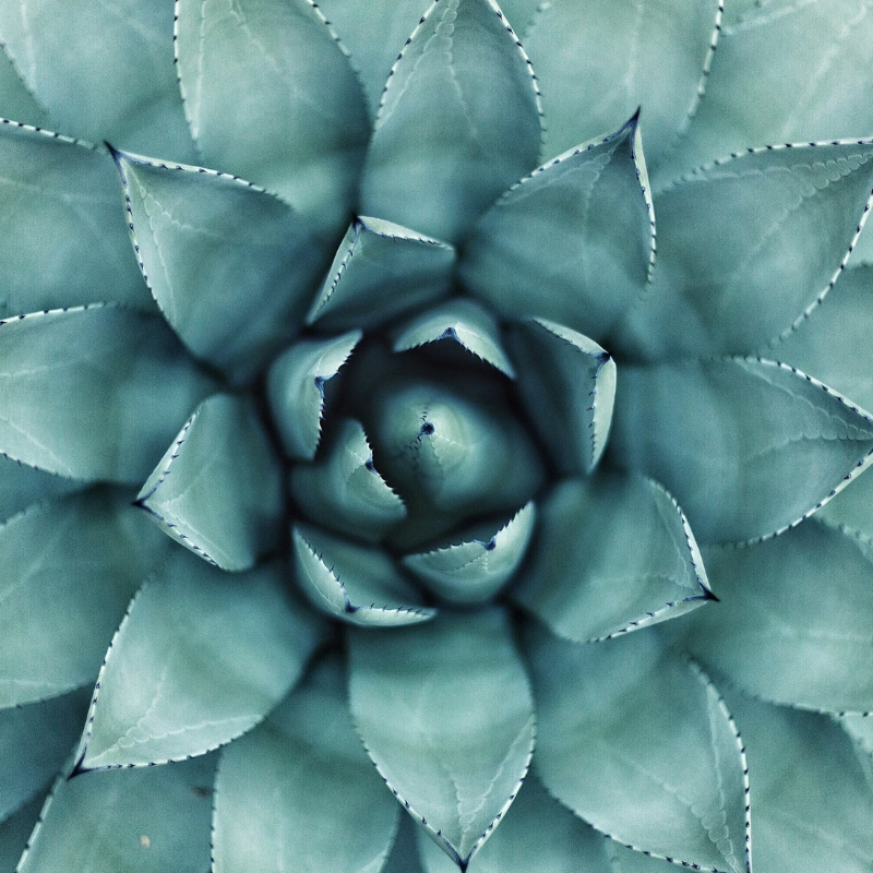 Alway In Stock Cactus