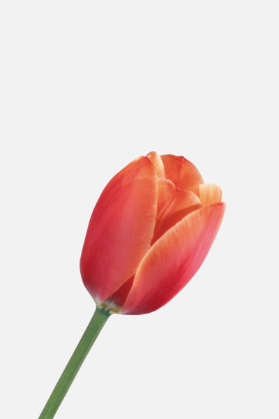 Orange Tulips