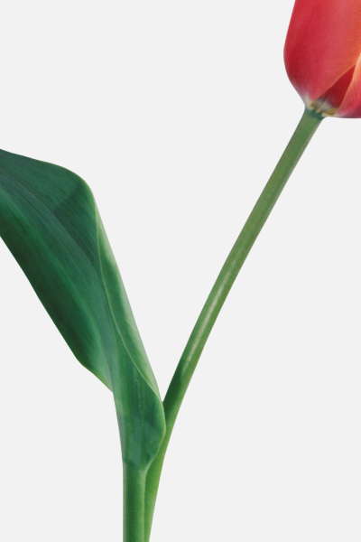 Orange Tulips