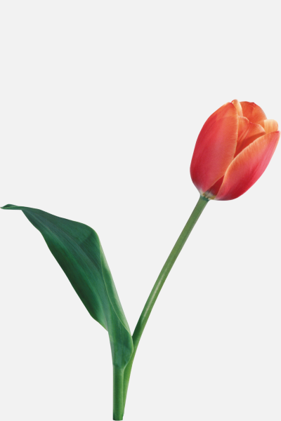 Orange Tulips
